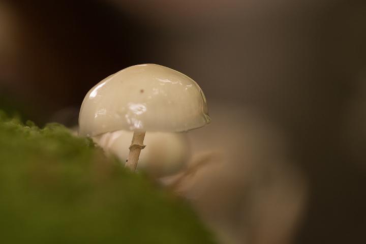 paddestoelen 2019-43
