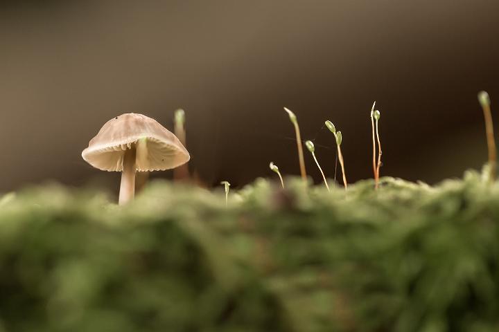 paddestoelen 2019-44