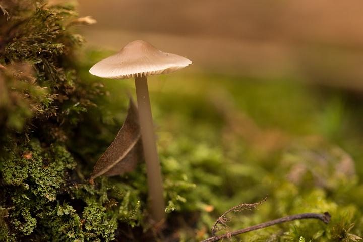 paddestoelen 2019-47