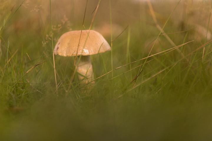 paddestoelen4-15
