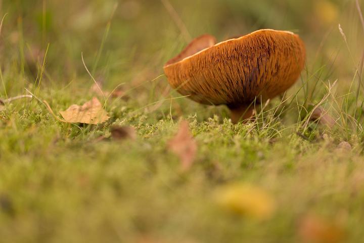 paddestoelen4-5