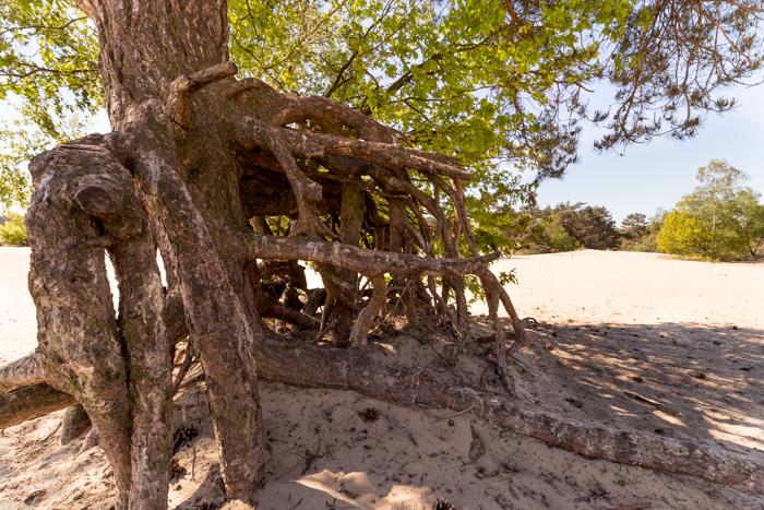 2019 Kootwijkerzand-11