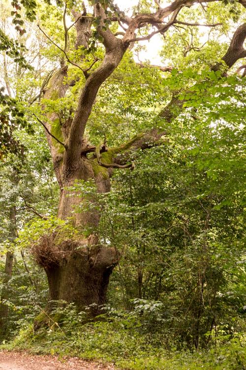 2019 Waren Muritz-18