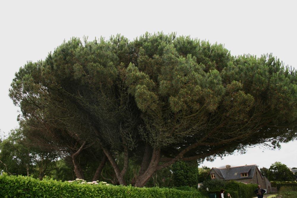 Bretagne Ile de Brehat 2012 38