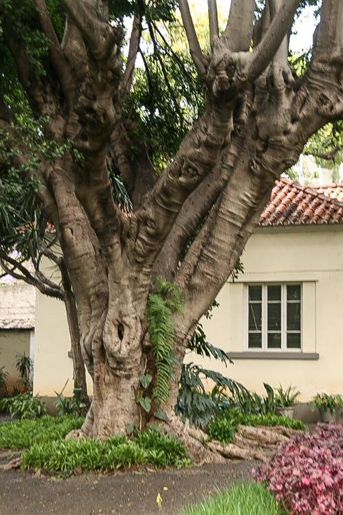 Madeira mei 2011 114