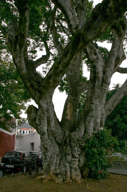 Madeira mei 2011 116