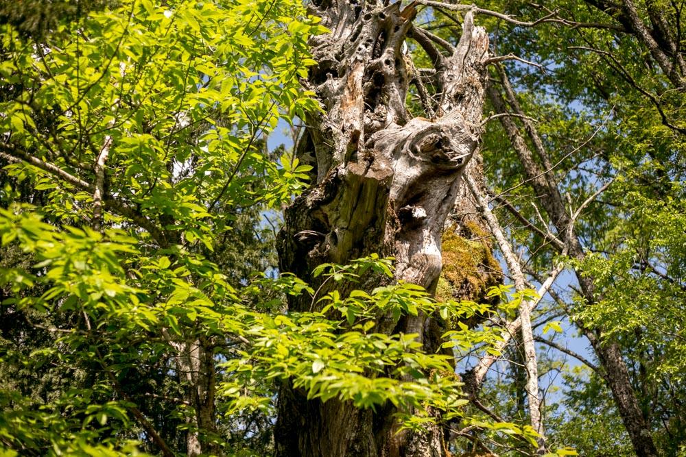 Sierra Francia 2016-5