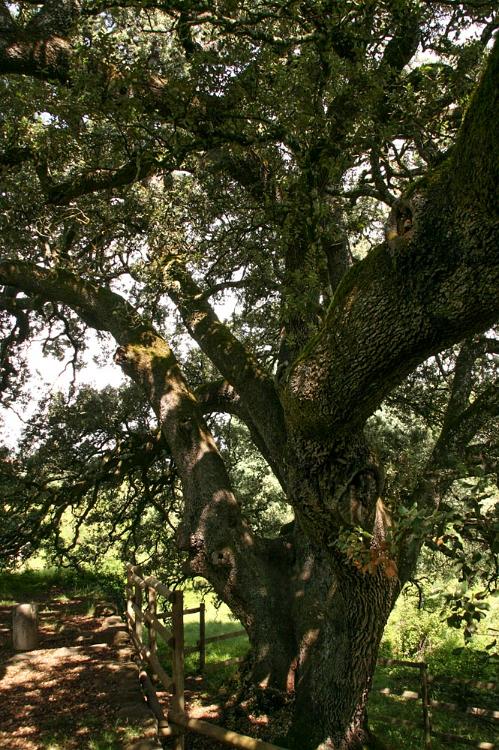 Spanje 2011 steeneik 1000 jr