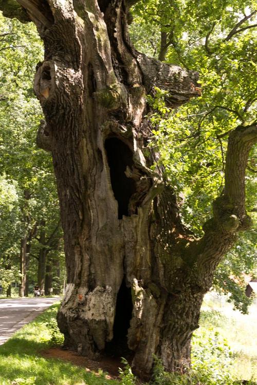 Trebon 400 jarige eik 2016-19