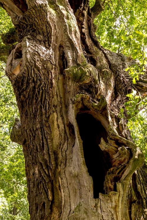 Trebon 400 jarige eik