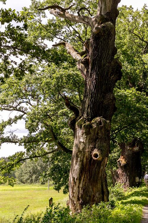 Trebon fietstocht 2016-14