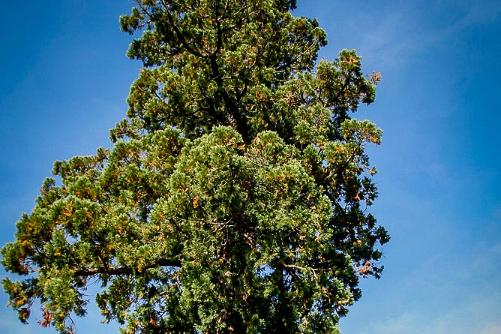 2010 Frankrijk Limeuil 06