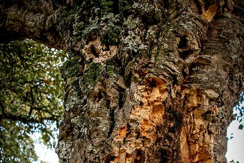 Kurkeik Spanje 2016 2