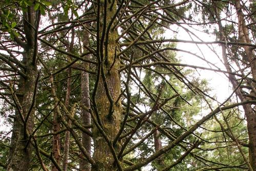 Madeira mei 2011 049