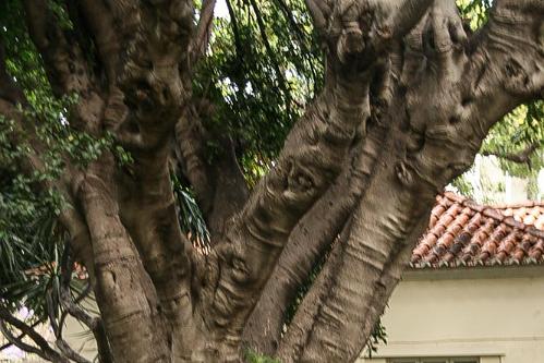 Madeira mei 2011 114