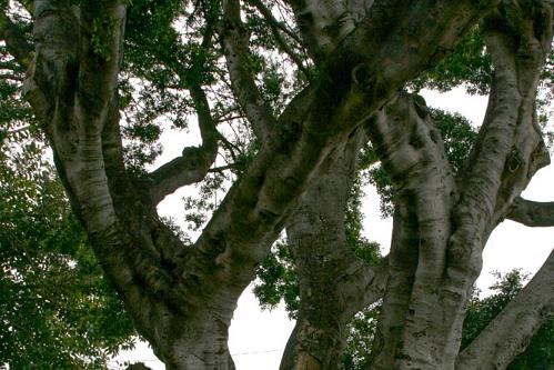 Madeira mei 2011 116