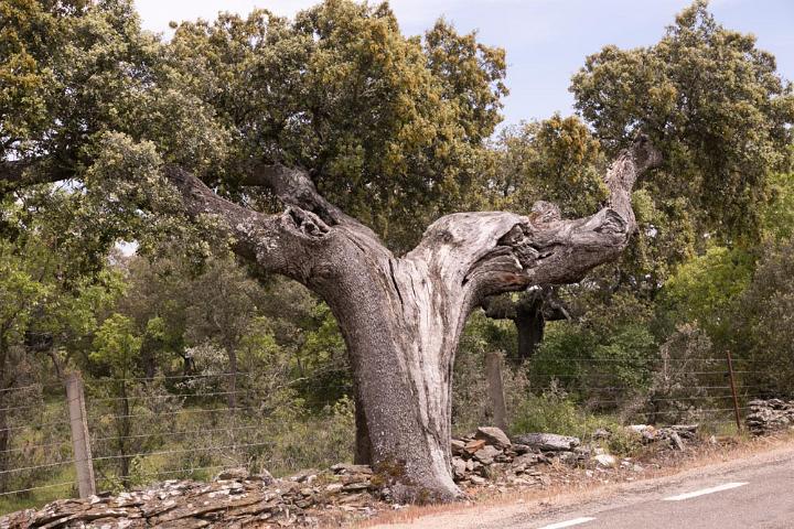 Olijfboom Ledesma 2016