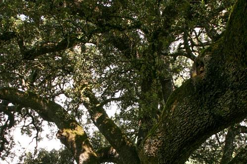 Spanje 2011 steeneik 1000 jr