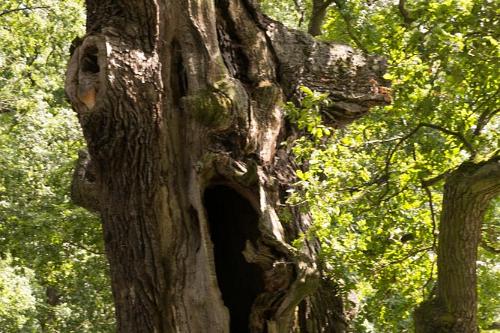 Trebon 400 jarige eik 2016-19