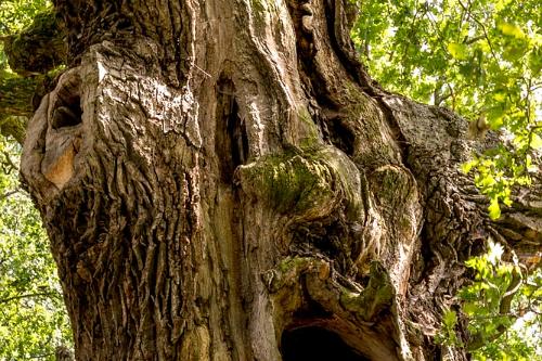 Trebon 400 jarige eik