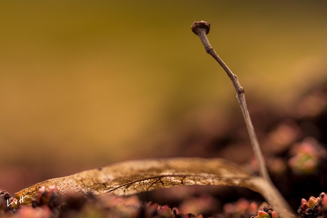 Botanische tuin Utrecht 1