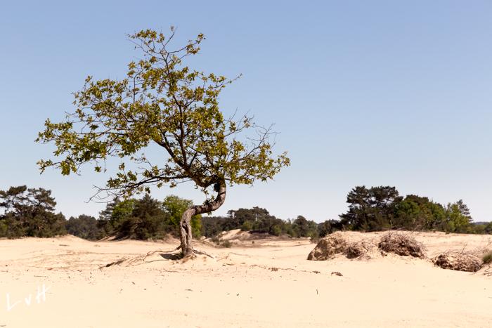 2019 Kootwijkerzand-127