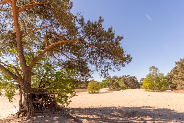 2019 Kootwijkerzand-6