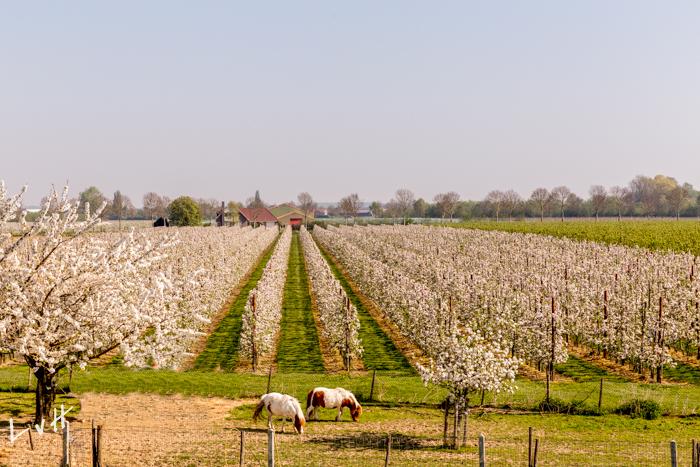 2019 Lithoijen-2-bewerkt