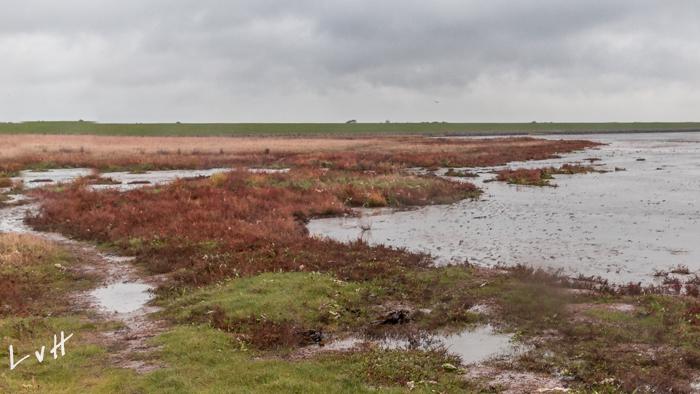 2019 Schiermonnikoog-39