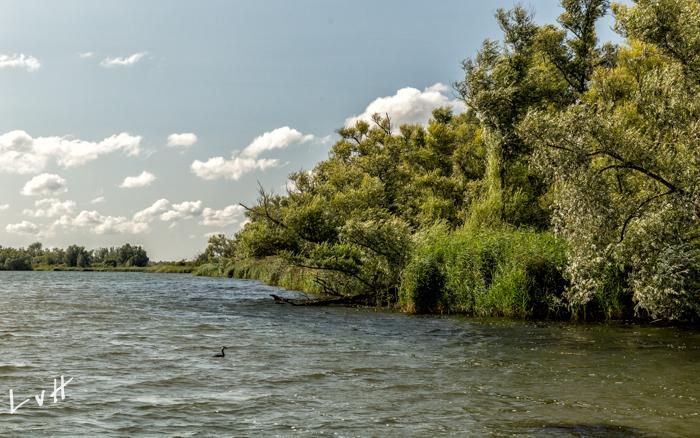 Biesbosch 2019-4