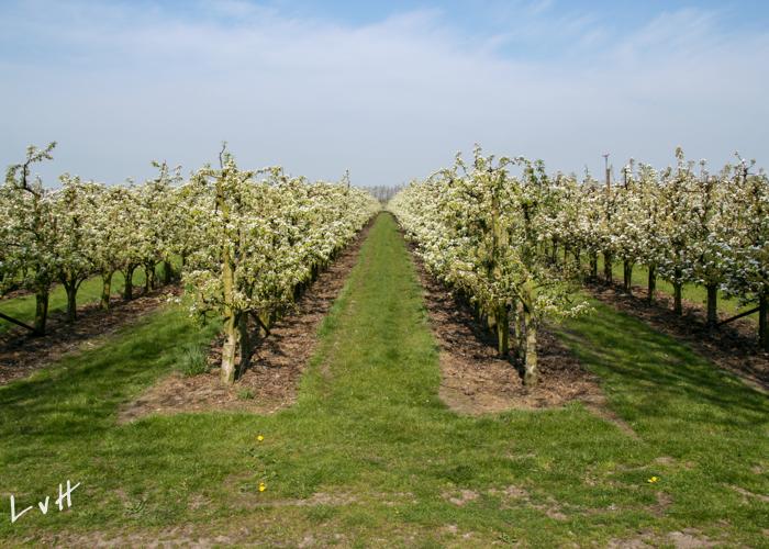 De Betuwe april 2010 003
