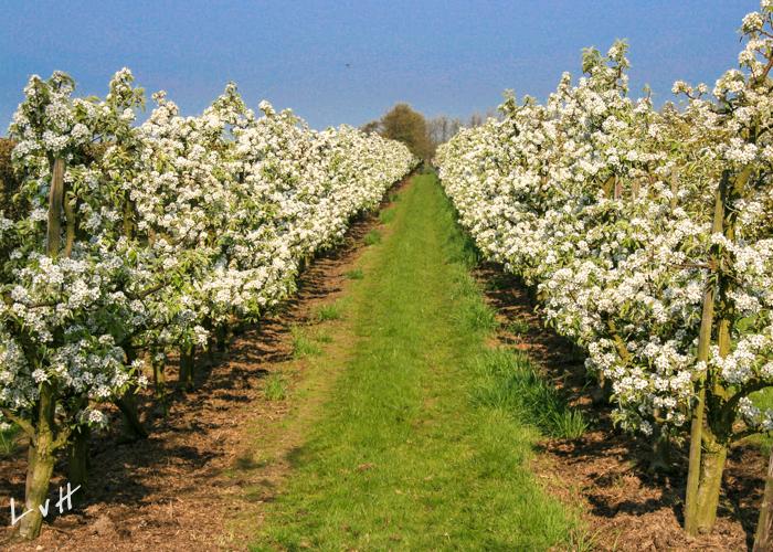 De Betuwe april 2010 006