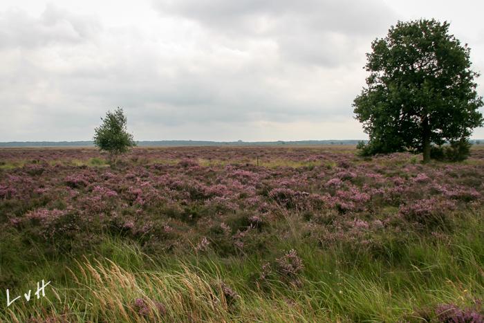 Hoge Veluwe 2001 015