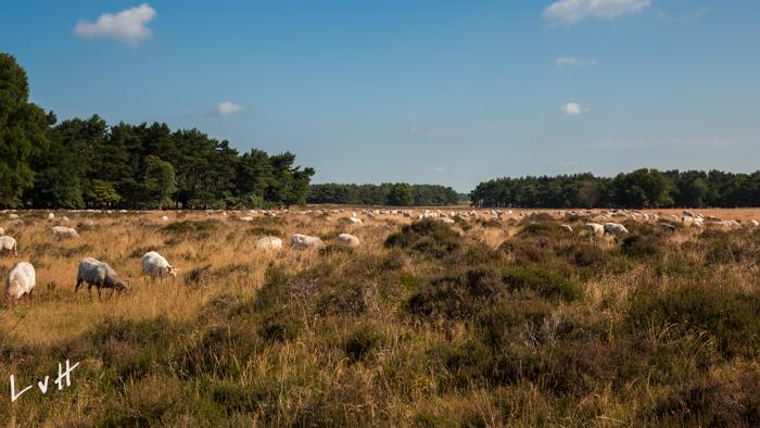 Leersums veld 2015 73