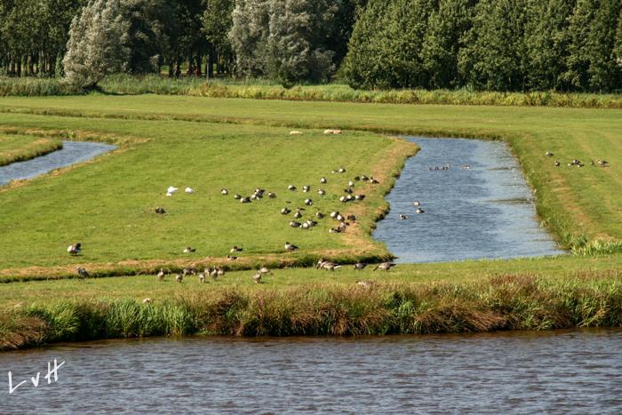 Schoonhoven 2009 019