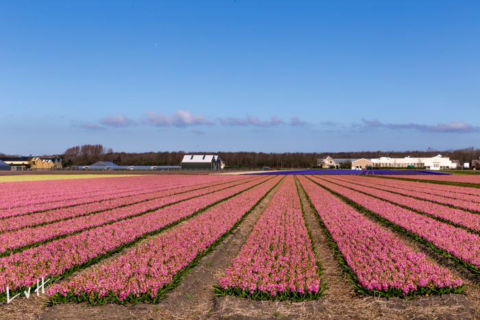 bollenvelden 2016-3057