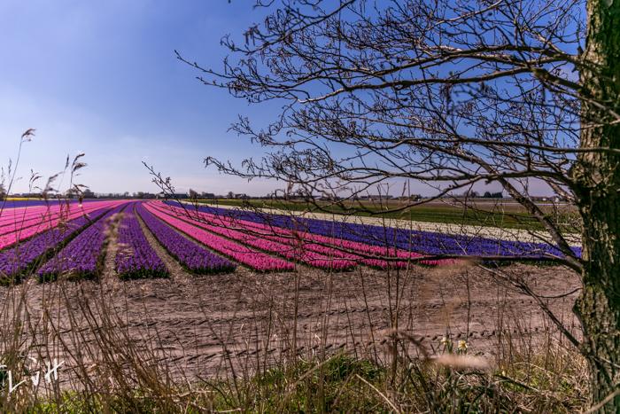 bollenvelden 2016-3082