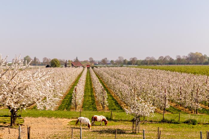 2019 Lithoijen-2-bewerkt