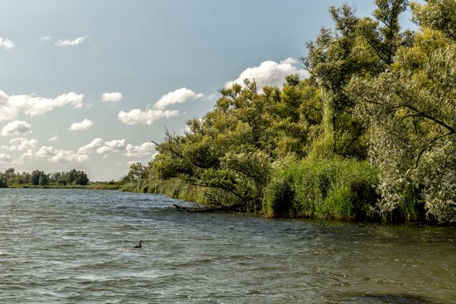 Biesbosch 2019-4
