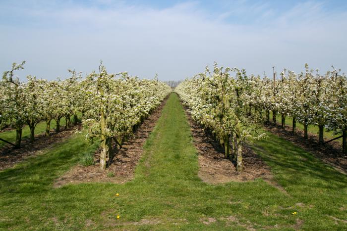 De Betuwe april 2010 003