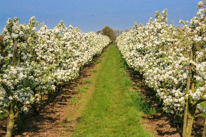 De Betuwe april 2010 006