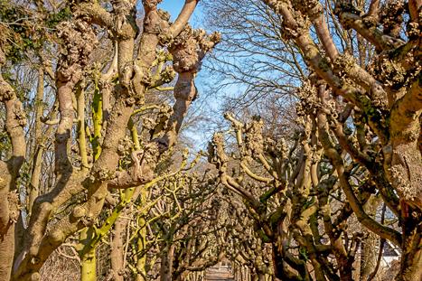 De betuwe raw bewerkt (14 van 23)