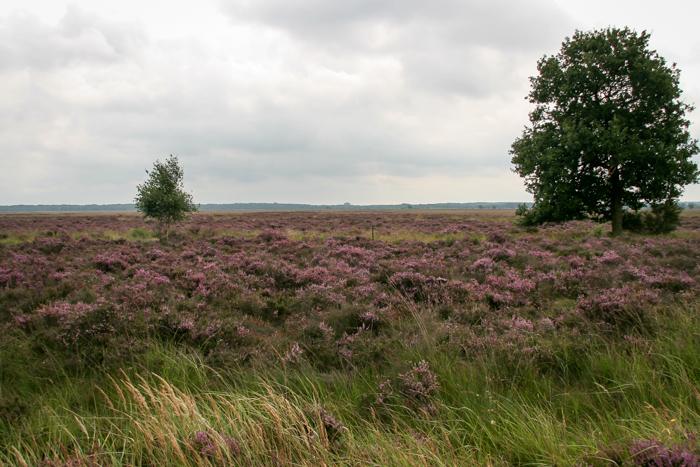 Hoge Veluwe 2001 015