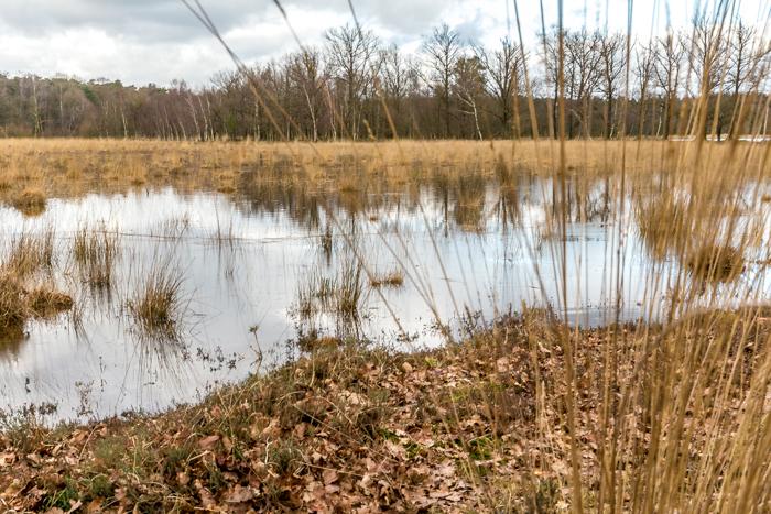 Leersums veld 2016 06