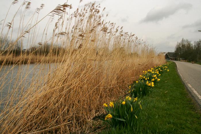 Nieuwkoopse plassen 2010 004