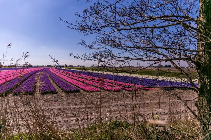 bollenvelden 2016-3082