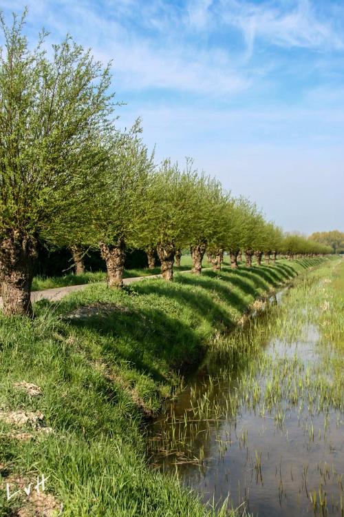 De Betuwe april 2010-8