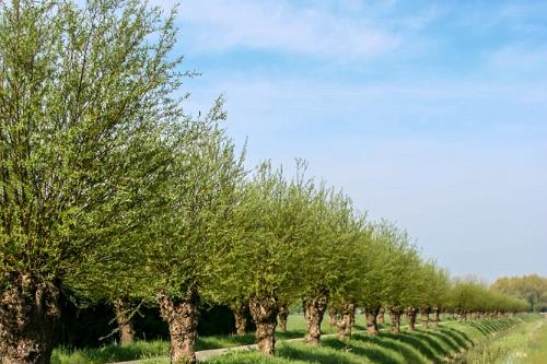 De Betuwe april 2010-8