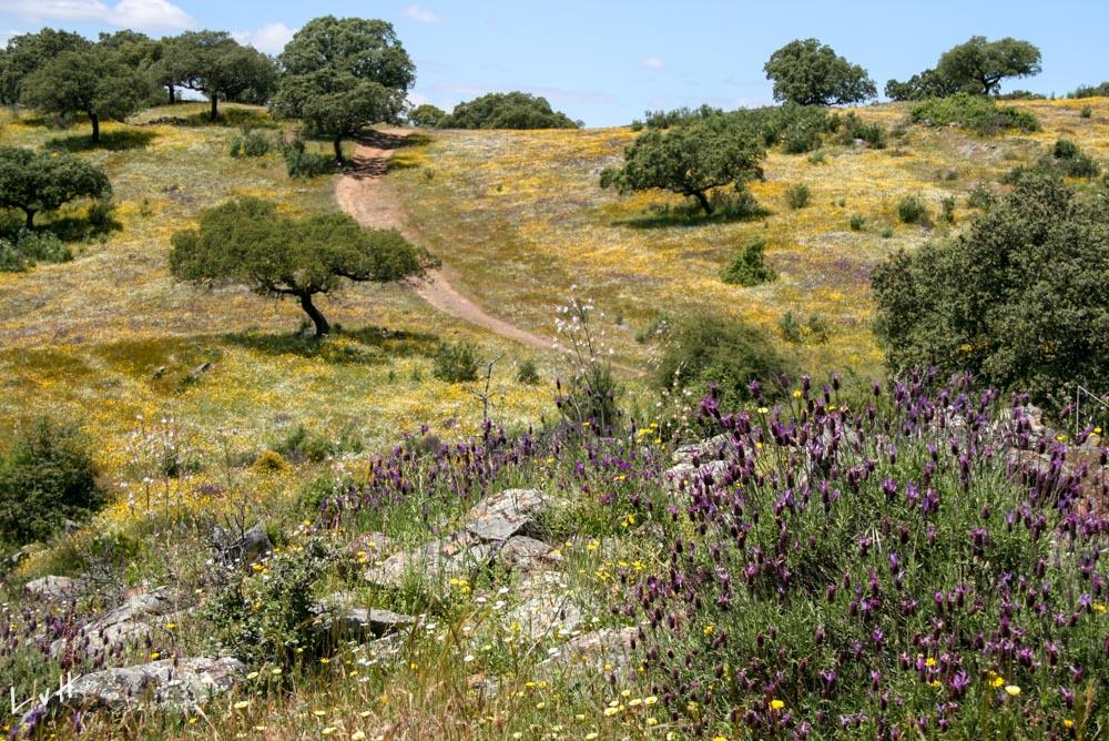 Cabaneros Spanje 2010 091