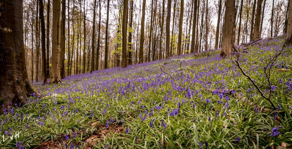 Hallerbos Belgie 2016-98